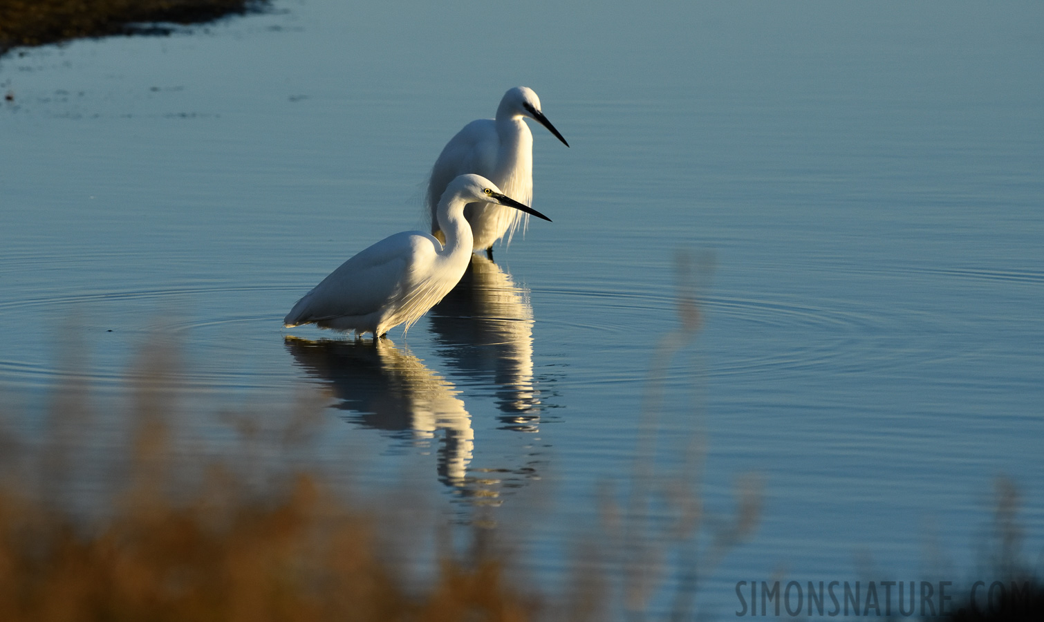 Egretta garzetta garzetta [400 mm, 1/2000 Sek. bei f / 9.0, ISO 1600]